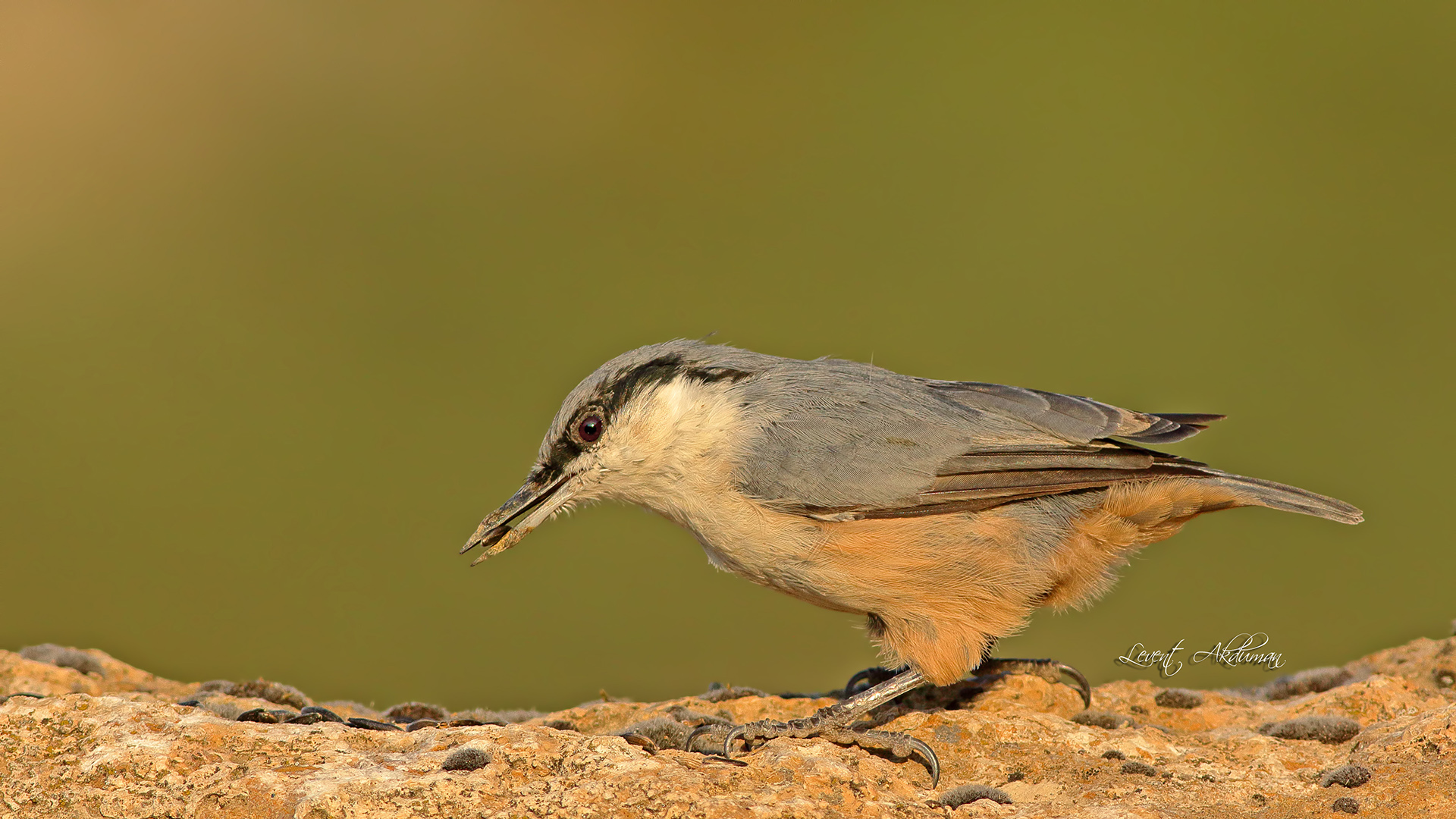 Western Rock Nuthatch